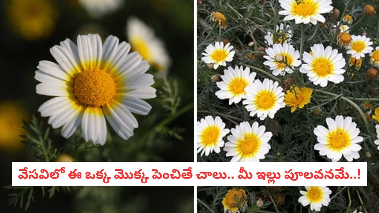 Summer Gardening: వేసవిలో మీ మొక్కలు వాడిపోతున్నాయా?..ఈ ఒక్కటి పెంచితే చాలు.. మీ ఇల్లు పూలవనమే..!