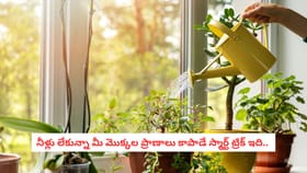 నీళ్లు లేకున్నా మీ మొక్కల ప్రాణాలు కాపాడే స్మార్ట్ ట్రిక్ ఇది..