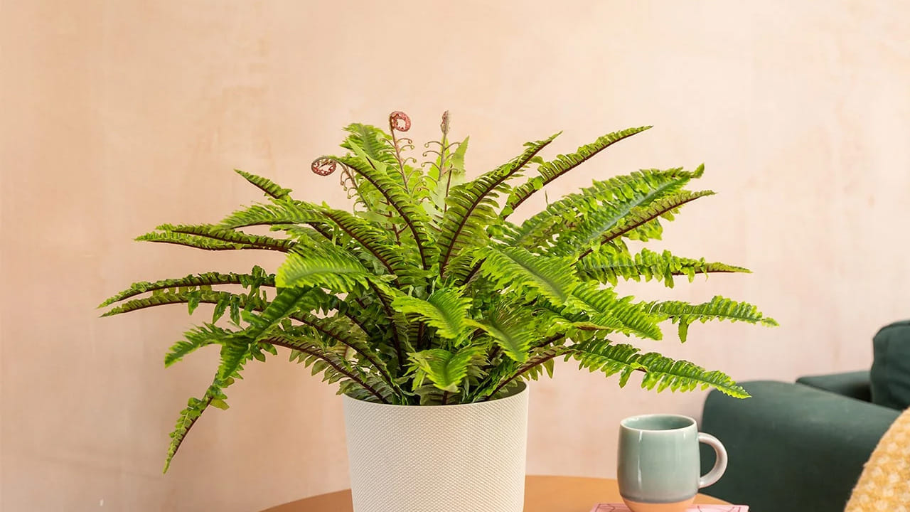 ఫెర్న్ ప్లాంట్ : వేసవిలో ప్రతి ఒక్కరి ఇంటిలో ఉండాల్సిన ఇండోర్ ప్లాంట్స్‌లో ఫెర్న్ మొక్క ఒక్కటి. ఇది ఎండాకాలంలో ఇంటిని సహజంగానే చల్లగా ఉంచడానికి సహాయపడుతుంది. అంతే కాకుండా ఇంటిలోపలి గాలిని శుద్ధి చేస్తుంది. ఆరోగ్యాన్ని కాపాడటంలో కీలక పాత్ర పోషిస్తుంది.