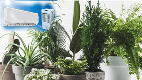 ఏసీ, కూలర్‌తో పనే లేదు..ఈ మొక్కలుంటే ఇల్లంతా, చల్లగా కూల్ కూల్‌గా
