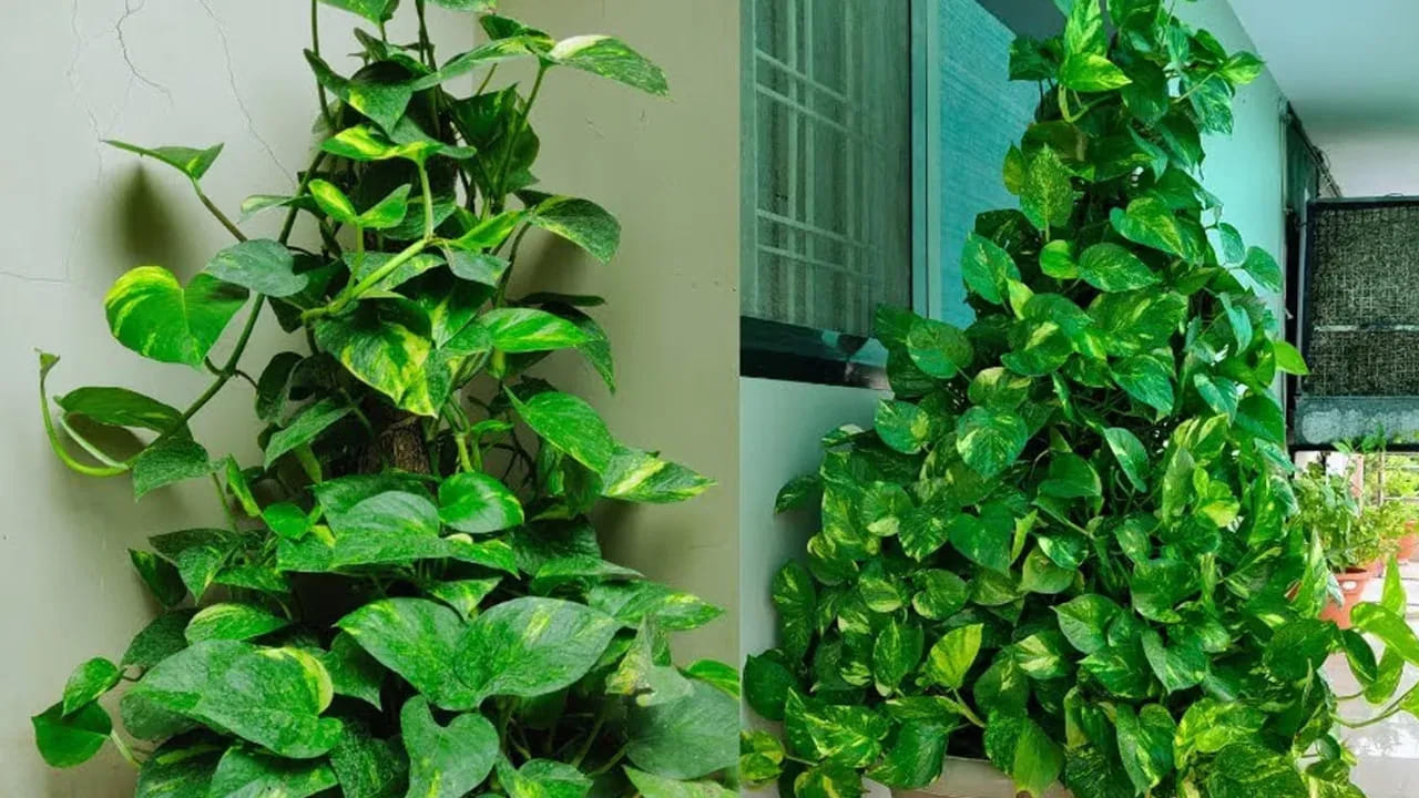 మనీ ప్లాంట్ : మనీ ప్లాట్ లేని ఇల్లు ఉండదు. చాలా మంది ఈ మొక్కను పెంచుకుంటున్నారు. అయితే కొంత మంది వాస్తు ప్రకారం మనీ ప్లాంట్ పెంచుకుంటే, మరికొంత మంది ఇంటి అందం కోసం పెంచుకుంటారు. కానీ ఇంటిలో మనీ ప్లాంట్ మొక్క పెట్టుకోవడం వలన ఇది స్వచ్ఛమైన గాలిని ఇస్తుంది. అంతే కాకుండా, గాలిలోని మలినాలను ఫిల్టర్ చేసి, స్వచ్ఛమైన గాలిని అందిస్తుంది. అలాగే ఇంటిని చాలా చల్లగా మార్చుతుంది.