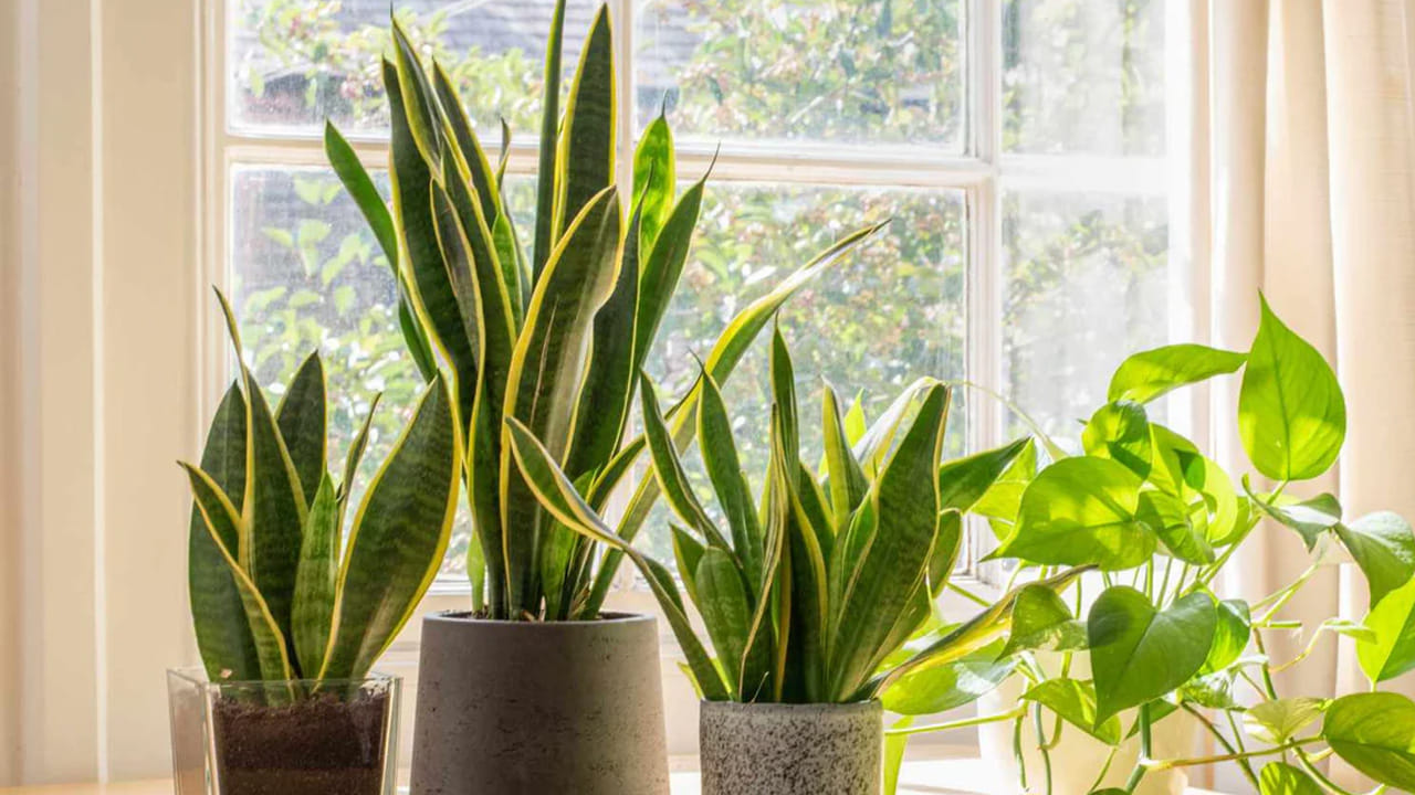 స్నేక్ ప్లాంట్ : స్నేక్ ప్లాంట్ ఇంటిలో పెంచుకోవడం ఆరోగ్యానికి చాలా మంచిది. దీని వలన అద్భుతమైన ప్రయోజనాలు ఉన్నాయి. స్నేక్ ప్లాంట్ ఇంటిలో బెడ్ రూమ్, లివింగ్ రూమ్ ఎక్కడ పెట్టుకున్నా, చాలా మంచిది. ఇది పగటి పూట గాలిని శుద్ధి చేసి, రాత్రి సమయంలో ఆక్సిజన్ విడుదల చేస్తుంది. అలాగే ఇంటిని చాలా చల్లగా, కూల్ కూల్‌గా మారుస్తుంది. అందుకే తప్పనిసరిగా ఈ స్నేక్ ప్లాంట్ మొక్కను ఇంటిలో నాటుకోవాలి అంట.