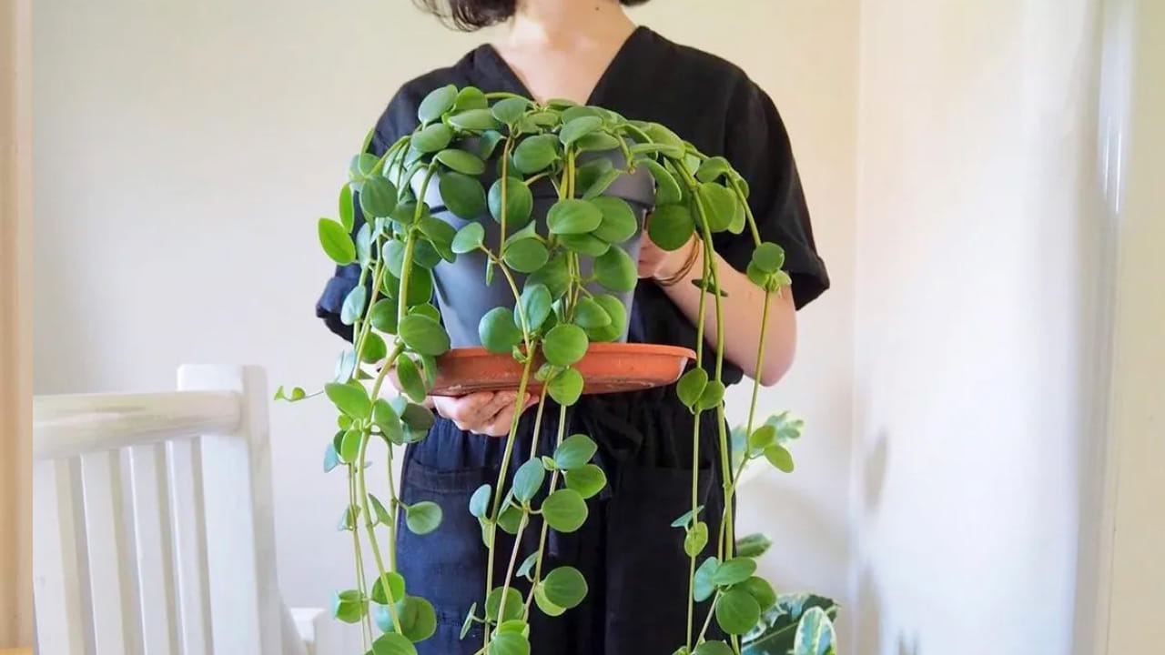 రబ్బరు మొక్క : రబ్బరు మొక్క ఇంటిలో తప్పకుండా పెంచుకోవాల్సిన మొక్కల్లో ఒకటి. ఇది పర్యావరణాన్ని కాపాడుతుంది. ముఖ్యంగా ఈ మొక్కకు చల్లబరిచే గుణం ఎక్కువగా ఉంటుంది. అందువలన దీనిని ఇంటిలో పెట్టుకోవడం వలన మండే ఎండాకాలంలో కూడా ఇల్లు మొత్తం చాలా చల్లగా, కూల్ కూల్‌గా ఉంటుంది.