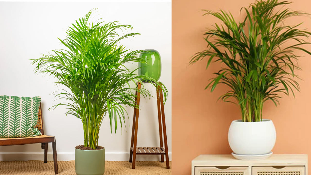 అరేకా తాటి చెట్టు :  అరేకా తాటి చెట్టు ఇది ఇంటికి చాలా  అందాన్ని తీసుకొస్తుంది. అంతే కాకుండా, దీనిని ఇంటిలో పెట్టుకోవడం వలన ఇది స్వచ్ఛమైన గాలినిఅందిస్తుంది. ఇంటిని చాలా చల్లగా, తేమగా ఉంచడంలో సహాయపడుతుంది. అందుకే ప్రతి ఒక్కరూ సమ్మర్‌లో ఏసీ, కూలర్ కంటే, ఈ మొక్కలు ఇంట్లో పెంచుకోవడం మంచిదని చెబుతున్నారు నిపుణులు.