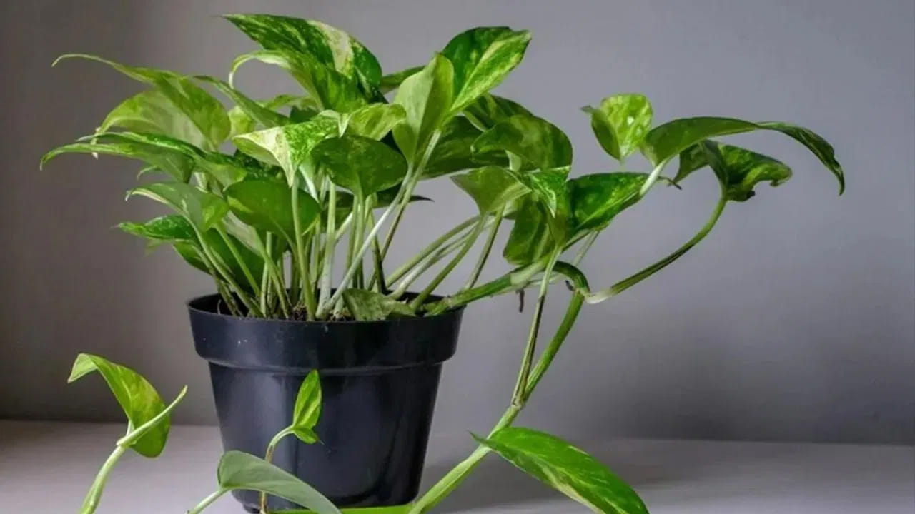 Surprising Benefits Of Money Plant