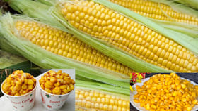 డయాబెటిస్ ఉన్నవారూ, స్వీట్ కార్న్ తినవచ్చా? మీరు తెలుసుకోవలసిన..