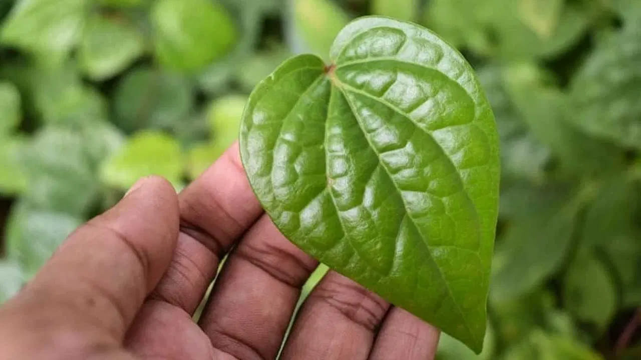 దుర్వాసన - చిగుళ్ళను బలపరుస్తుంది: మీకు చిగుళ్ళతో ఏవైనా సమస్యలు ఉన్నా లేదా బ్రష్ చేసిన తర్వాత కూడా మీ నోరు దుర్వాసన వస్తున్నా, మీరు తమలపాకులను తినడాన్ని పరిగణించాలి. తమలపాకులను నీటిలో ఉడకబెట్టి, వాటితో పుక్కిలించండి. ఇది దుర్వాసనను తొలగించడమే కాకుండా, మీ చిగుళ్ళను బలోపేతం చేయడానికి కూడా సహాయపడుతుంది.