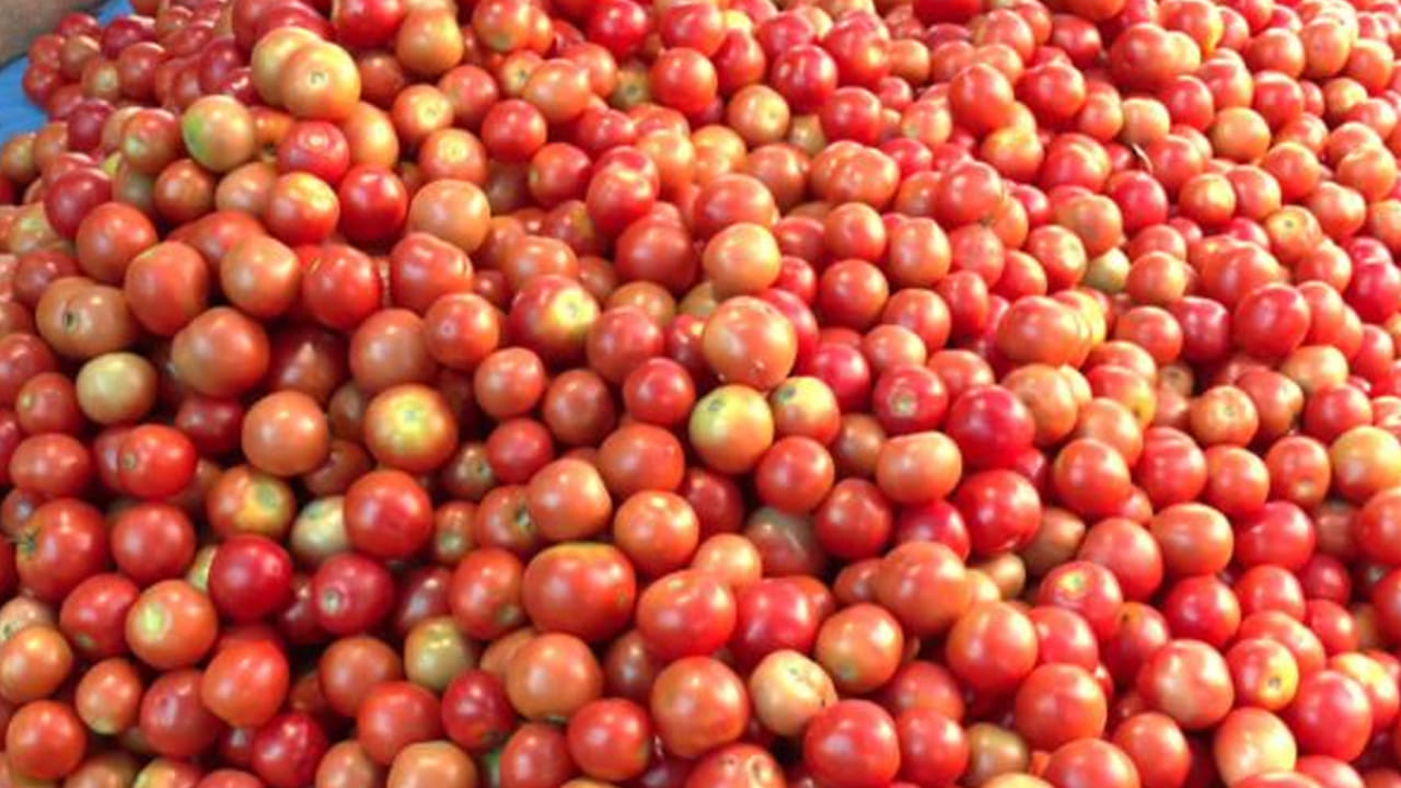 టమాటా కేజీకి ఒక్క రూపాయి కూడా రైతులకు రావడం లేదని ఆవేదన వ్యక్తం చేస్తున్నారు. పండిన పంటను కనీసం కొనేవారే కరువయ్యారని వాపోతున్నారు. పెట్టుబడి కోసం చేసిన అప్పులు ఎలా తీర్చుకోవాలో తెలియడం లేదని రైతులు కన్నీటి పర్యంతమవుతున్నారు. ఇప్పటికైనా ప్రభుత్వం స్పందించి టమోటా కు గిట్టుబాటు ధర కల్పించాలని రైతులు కోరుతున్నారు.