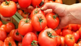 అయ్యో.. కన్నీరు పెట్టిస్తున్న టమాటా.. కిలో ధర ఇంత తక్కువనా?