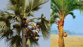 తాటికల్లు vs ఈతకల్లు: వేసవిలో ఏది ఆరోగ్యానికి మేలు? అసలు నిజాలు!