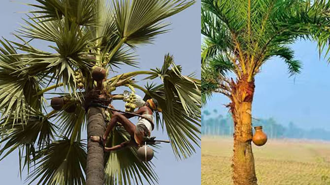 తాటికల్లు vs ఈతకల్లు: వేసవిలో ఏది ఆరోగ్యానికి మేలు? అసలు నిజాలు!