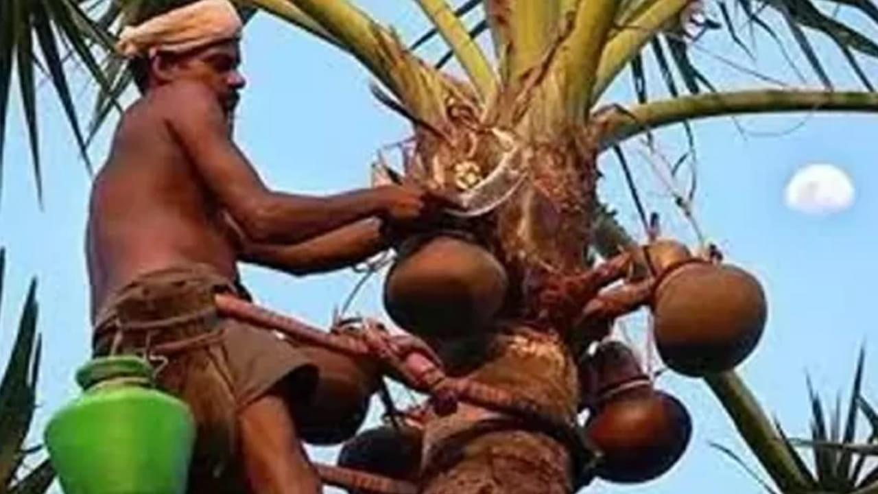తాటికల్లు (Palm Toddy) - ప్రత్యేకతలు: తాటికల్లులో నీటి శాతం ఎక్కువగా ఉంటుంది. ఇది శరీరానికి తక్షణమే చలవను (Cooling effect) ఇస్తుంది. వేసవిలో వచ్చే వడదెబ్బ నుంచి రక్షించడంలో ఇది కీలక పాత్ర పోషిస్తుంది. మూత్రపిండాల్లో రాళ్లను (Kidney Stones) కరిగించడంలో తాటికల్లు సహాయపడుతుందని నమ్ముతారు. ఇది జీర్ణశక్తిని పెంచి, మలబద్ధకం సమస్యను తగ్గిస్తుంది.
