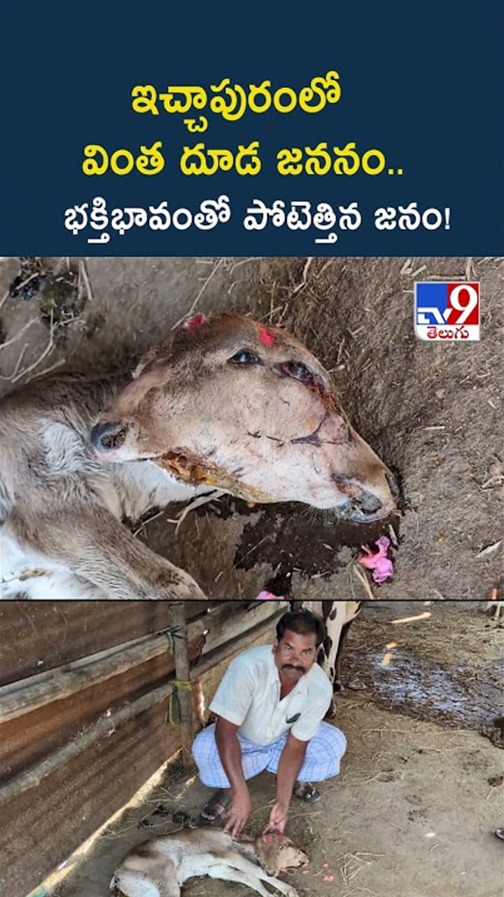 ఇచ్చాపురంలో వింత దూడ జననం.. భక్తిభావంతో పోటెత్తిన జనం!