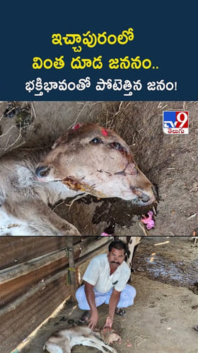 ఇచ్చాపురంలో వింత దూడ జననం.. భక్తిభావంతో పోటెత్తిన జనం!