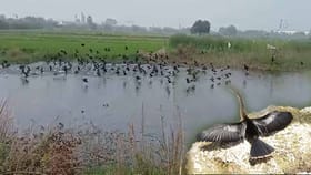 అరుదైన నీటి కాకులు.. ఆందోళనలో మత్స్యకారులు!