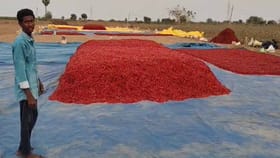 బాబోయ్.. ఎంతకు తెగించార్రా..!