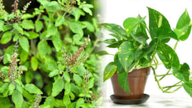 తులసి, మనీ ప్లాంట్ ఒకే చోట పెంచవచ్చా?పండితులు ఏం చెబుతున్నారంటే?