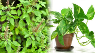 Spiritual Facts: సెలవు కదా అని ఆదివారం తలస్నానం చేస్తున్నారా?.. శాస్త్రం చెప్పే ఈ షాకింగ్ విషయాలు తెలుసుకోండి..