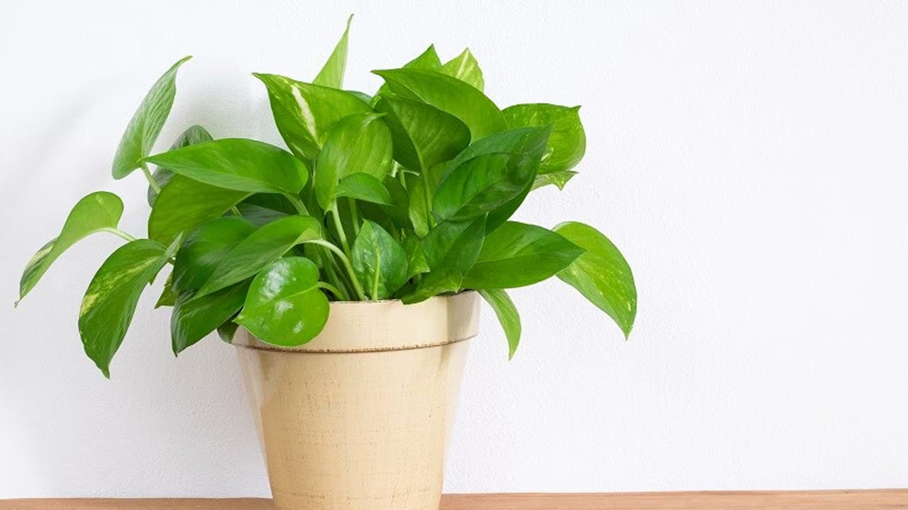 అదే విధంగా మనీ ప్లాంట్ మొక్కను ఇంటిలో పెంచుకోవడం చాలా మంచిది. ఇది వాస్తు సమస్యలను తొలిగిచడమే కాకుండా,  ఇంటికి అదృష్టాన్ని తీసుకొస్తుంది.అంతే కాకుండా ప్రతికూల శక్తులను తొలిగించడంలో కూడా తోడ్పడుతుంది. అందుకే చాలా మంది తమ ఇంటిలో మనీప్లాంట్ మొక్కను పెంచుకుంటారు.