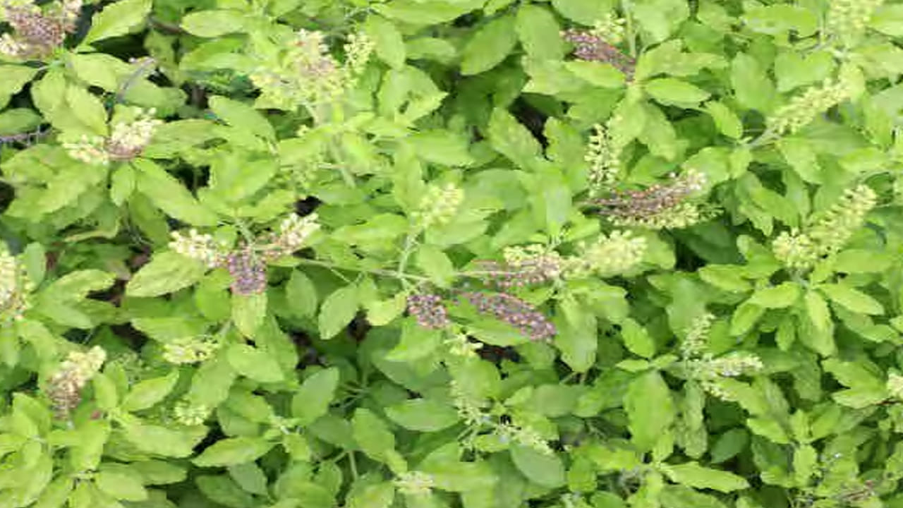 హిందూ మతంలో తులసి మొక్కను చాలా పవిత్ర మొక్కగా భావించి పూజలు చేస్తారు. అంతే కాకుండా తులసిని లక్ష్మీ స్వరూపంగా భావించి నిత్యం పూజలు చేస్తారు. తులసి పూజించడం వలన ఇంటిలో సానుకూల శక్తి పెరగడమే కాకుండా, ఎలాంటి కష్టాలు లేకుండా చాలా ఆనందంగా, ఉంటారని చెబుతారు.