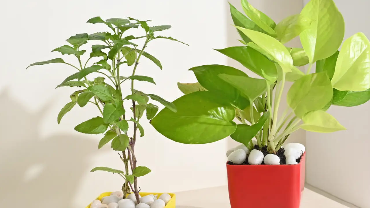 మనీ ప్లాంట్ ,తులసి మొక్క ఈ రెండు కూడా ఇంటిలో సానుకూల  శక్తిని పెంపొందిస్తాయి. మరి ఈ రెండు మొక్కలు ఇంటిలో పెంచుకోవడం మంచిదేనా? దీని గురించి పండితులు ఏమంటున్నారో ఇప్పుడు వివరంగా తెలుసుకుందాం.