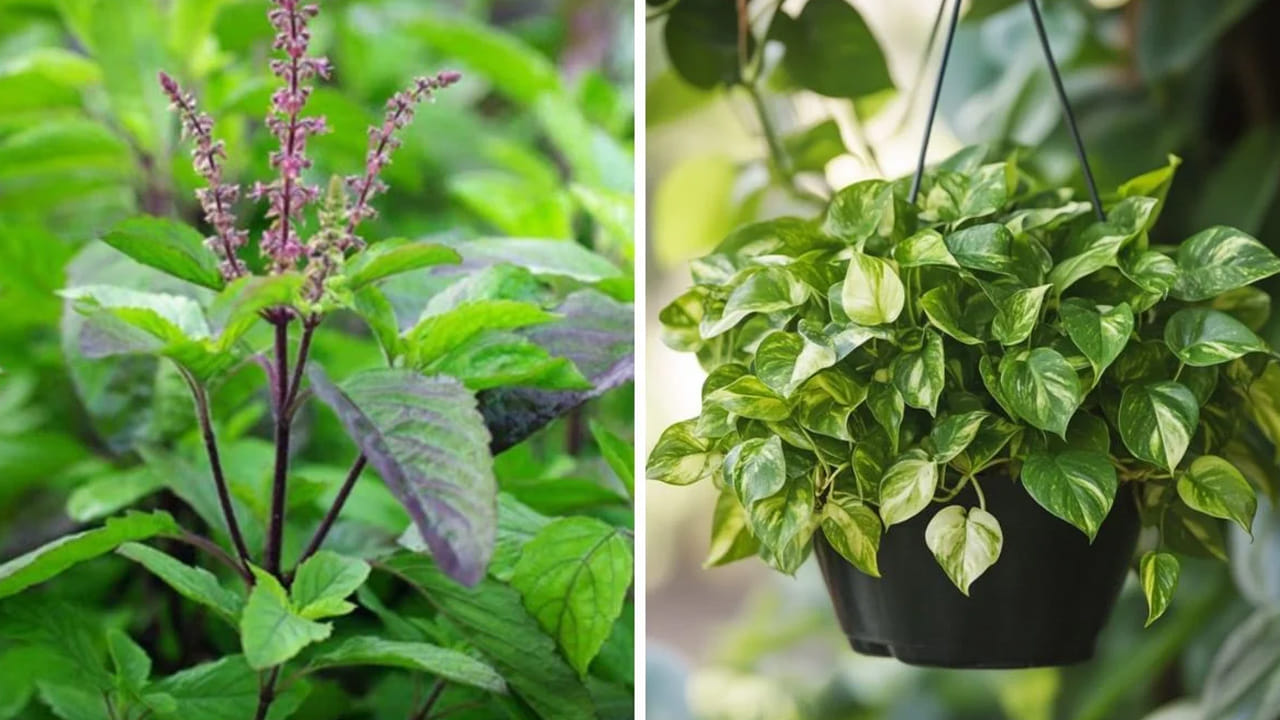 తులసి, మనీ ప్లాంట్ మొక్కలను కలసి పెంచకోవడం చాలా మంచిది. ఈ రెండు కూడా ఇంటిలో సానుకూల శక్తిని పెంచుతాయి. అంతే కాకుండా ఇది కుటుంబంలో సంతోషకర వాతావరణాన్ని నింపుతుంది. అంతే కాకుండా మనీ ప్లాంట్, తులసి మొక్కను పెంచుకోవడం వలన ఇది ఇంటిలో ఆర్థిక సమస్యలను తగ్గించి, ఎలాంటి అప్పుల బాధలు లేకుండా చేస్తుందంట.