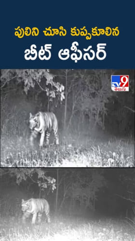వామ్మో.. పెద్దపులిని చూసి కుప్పకూలిన బీట్ ఆఫీసర్‌
