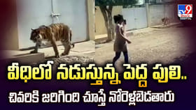 వీధిలో నడుస్తున్న పెద్ద పులి.. చివరికి..