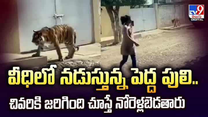 వీధిలో నడుస్తున్నపెద్ద పులి.. చివరికి జరిగింది చూస్తే నోరెళ్లబెడతారు వీధిలో నడుస్తున్నపెద్ద పులి.. చివరికి జరిగింది చూస్తే నోరెళ్లబెడతారు