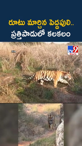 రూటు మార్చిన పెద్దపులి.. ప్రత్తిపాడులో భయంభయం