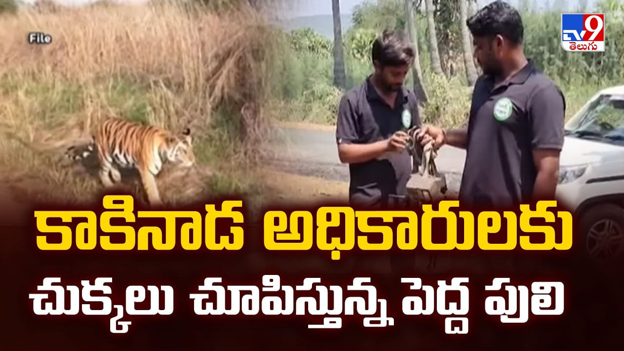 కాకినాడ అధికారులకు చుక్కలు చూపిస్తున్న పెద్ద పులి