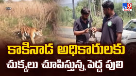 కాకినాడ అధికారులకు చుక్కలు చూపిస్తున్న పెద్ద పులి