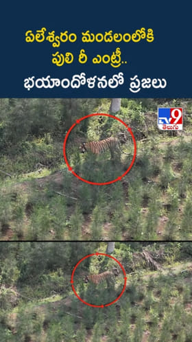 ఏలేశ్వరం మండలంలోకి పెద్దపులి రీఎంట్రీ..భయం గుప్పిట్లో ప్రజలు
