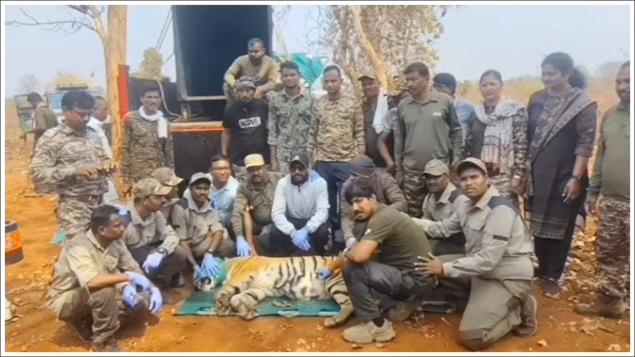 Tiger Terror: వామ్మో మ్యాన్ ఈటర్స్.. చంద్రపూర్ జిల్లాను వణికిస్తున్న రక్తం రుచిమరిగిన పులులు...