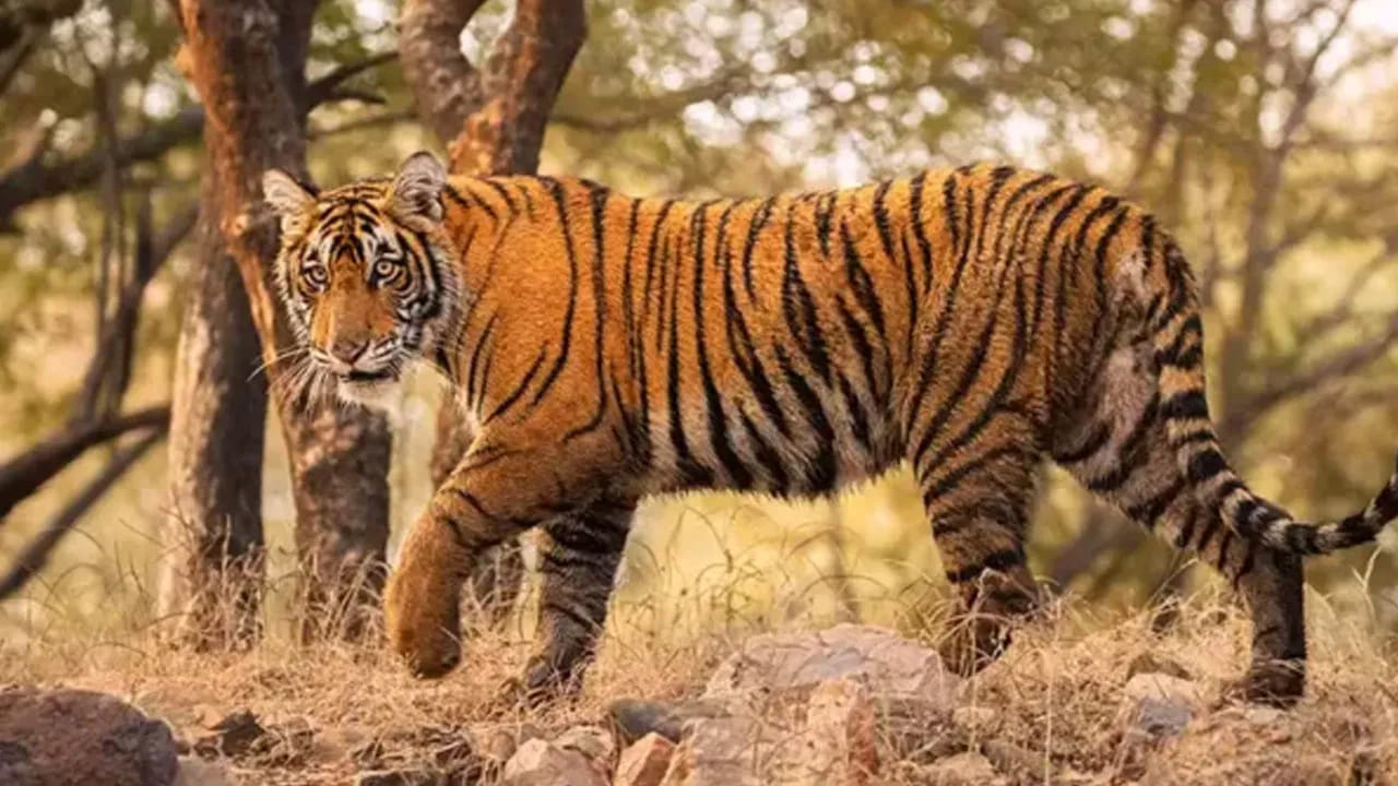 అలాంటి కలల్లో ఒకటి పులి కనిపించడం. పులి అనేది శక్తి, ధైర్యం, అధికారం, భయానికి ప్రతీకగా భావించబడే జంతువు. అందువల్ల చాలామంది తమ కలలో పులిని చూసినప్పుడు భయపడటం సహజమే. అయితే కలలో పులి కనిపించడం ఎప్పుడూ చెడు సూచన అని కాదు. కొన్ని సందర్భాల్లో అది మన జీవితంలో వచ్చే మార్పులు, మనలో ఉన్న ధైర్యం లేదా ఎదుర్కోవాల్సిన సవాళ్లను సూచించవచ్చు.
