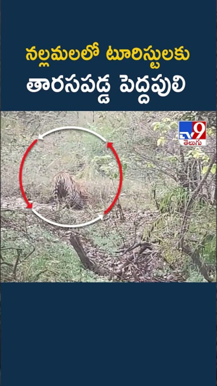 వామ్మో.. నల్లమల అడవుల్లో టూరిస్టులకు కనిపించిన పెద్దపులి