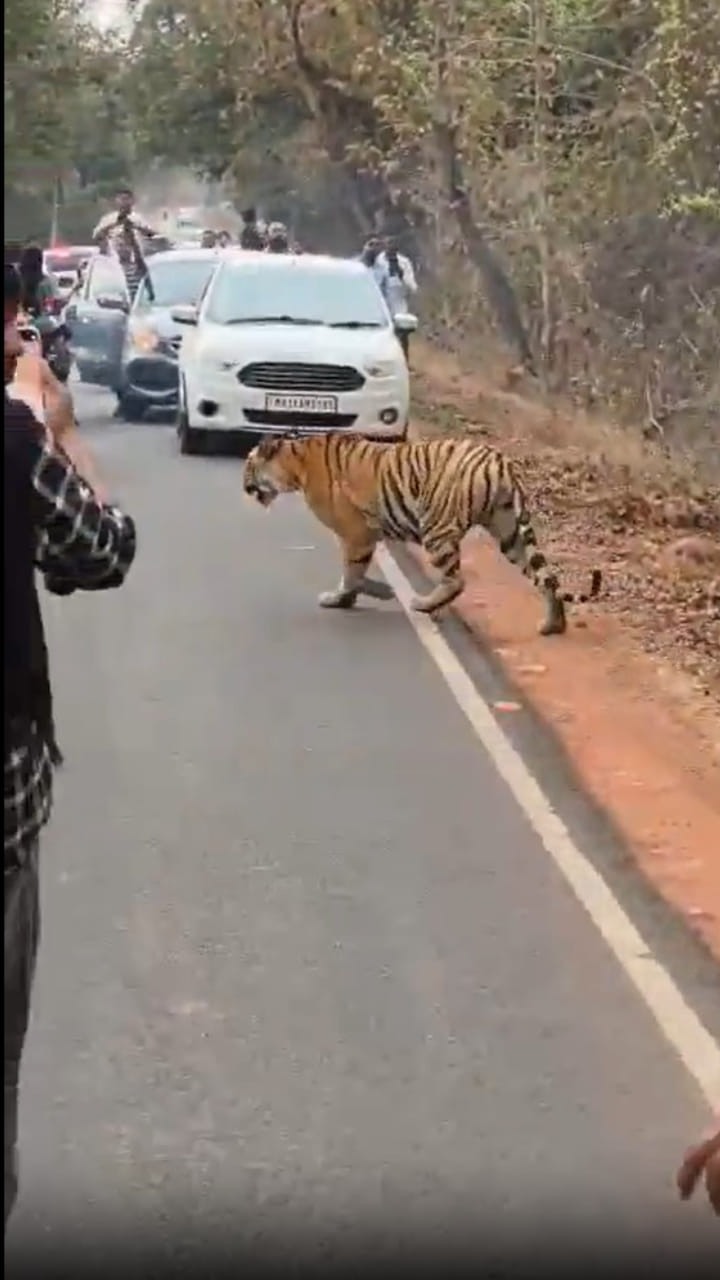 తడోబాలో రోడ్డు దాటుతున్న పెద్దపులి..వాహనదారుల ఓవర్ యాక్షన్