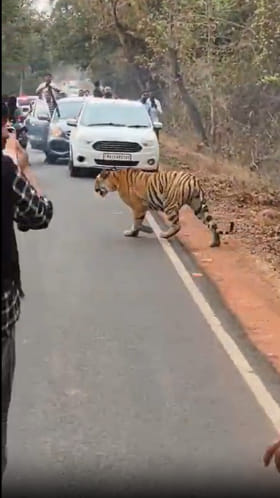 తడోబాలో రోడ్డు దాటుతున్న పెద్దపులి..వాహనదారుల ఓవర్ యాక్షన్