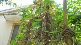 ఇది ఆకు కాదు అమృతం అన్నా తక్కువే..