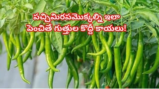 Dry Fish vs Fresh Fish: పచ్చి చేపలు vs ఎండు చేపలు.. ఆరోగ్యానికి ఏవి మంచివి..? నమ్మలేని నిజాలు ఇవే..