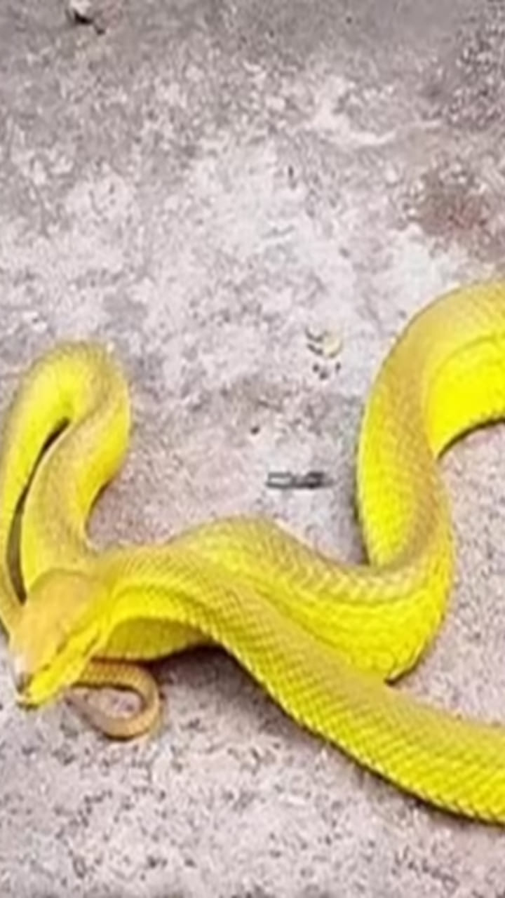 తిరుమలలో అరుదైన గ్రీన్ కోబ్రా రిస్క్యూ.. ఇదిగో వీడియో