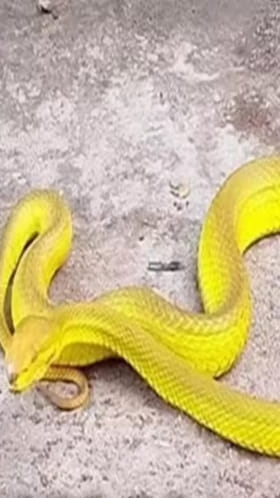 తిరుమలలో అరుదైన గ్రీన్ కోబ్రా రిస్క్యూ.. ఇదిగో వీడియో