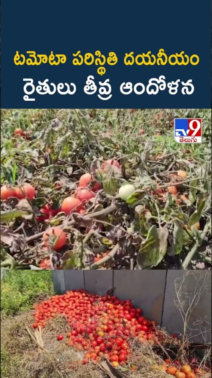 టమోటా రైతులు కుదేలు.. ధరలు పడిపోవడంతో..