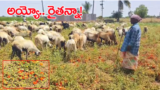 కిలో టమాట రూ. 2లే.. ఆరుగాలం పండించిన పంట పశువుల పాలు! వీడియో