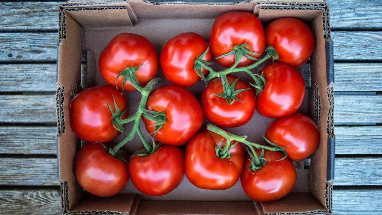 ఎప్పుడూ ఫ్రిజ్‌లో పెట్టాల్సిన అవసరం లేదు: చాలా మంది టమోటాలను తరచుగా ఫ్రిజ్‌లో పెడుతూ ఉంటారు. కానీ టమోటాలు గది ఉష్ణోగ్రత వద్ద కూడా తాజాగా ఉంటాయి. మరీ ఎక్కువగా పండిపోయిన టమోటాలు అయితేనే ఫ్రిజ్‌లో పెట్టాలి, అప్పుడు వాటి లైఫ్ కొంచెం పెరుగుతుంది. లేదంటే బయట ఉంచడమే మంచిది.