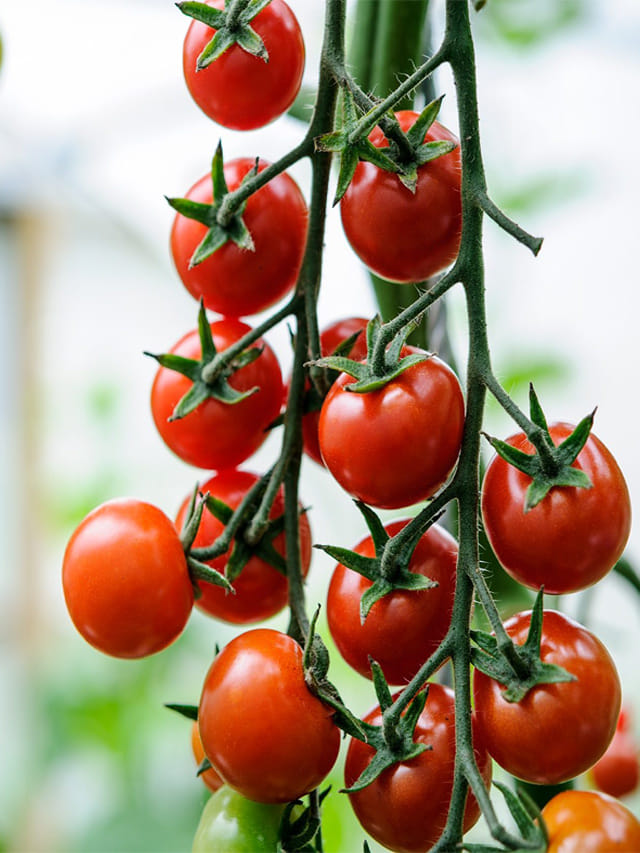 ధర తక్కువని.. టమాటా ఎక్కువగా తింటే మీ కిడ్నీలు మటాష్‌!