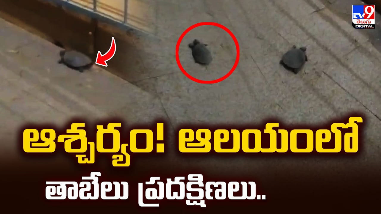 ఆశ్చర్యం !! ఆలయంలో తాబేలు ప్రదక్షిణలు..