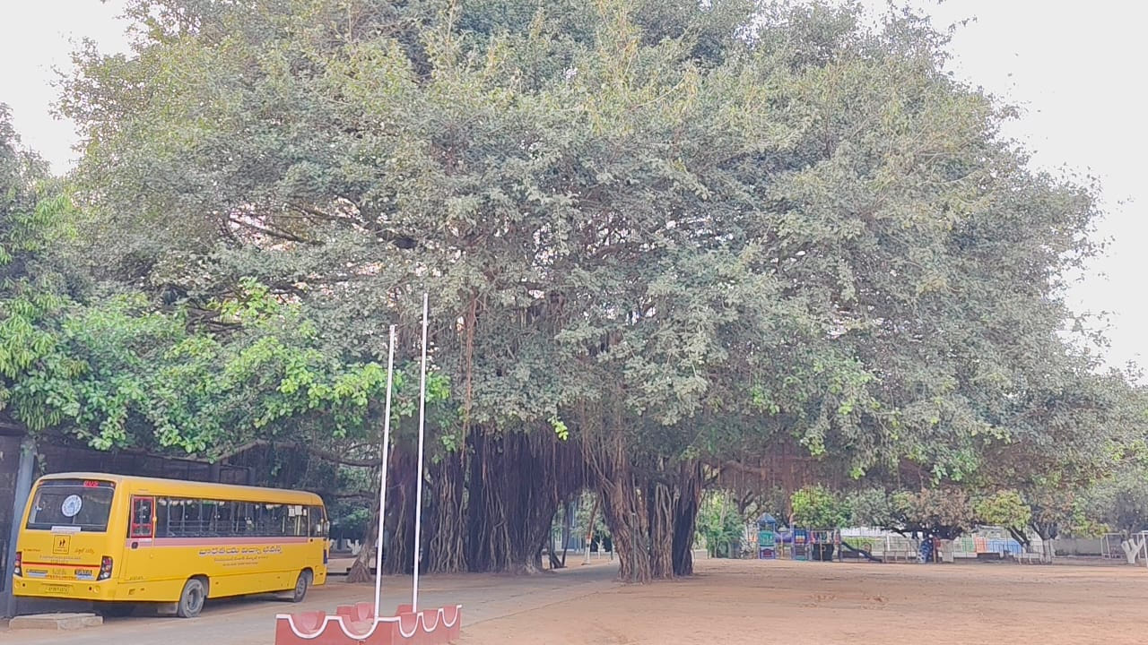 చెట్లను అందరూ ప్రేమిస్తారు. పెంచటానికి కొందరికి సమయం ఉండదు. అయినా ప్రకృతిని చూసి మురిసిపోవడం మాత్రం అందరూ చేసేదే. మనిషి నిర్లక్ష్యం, స్వార్థం వల్ల కొన్ని చోట్ల చెట్లను నరికి వేస్తుంటారు. అయితే ఇప్పుడు మీరు చదవబోయే కధనం దానికి భిన్నం. ఏళ్లుగా పెరిగిన ఒక చెట్టును, వృక్షంగా మలిచి ప్రేమగా దాన్ని అక్కడివాళ్లు చూసుకుంటున్నారు. 