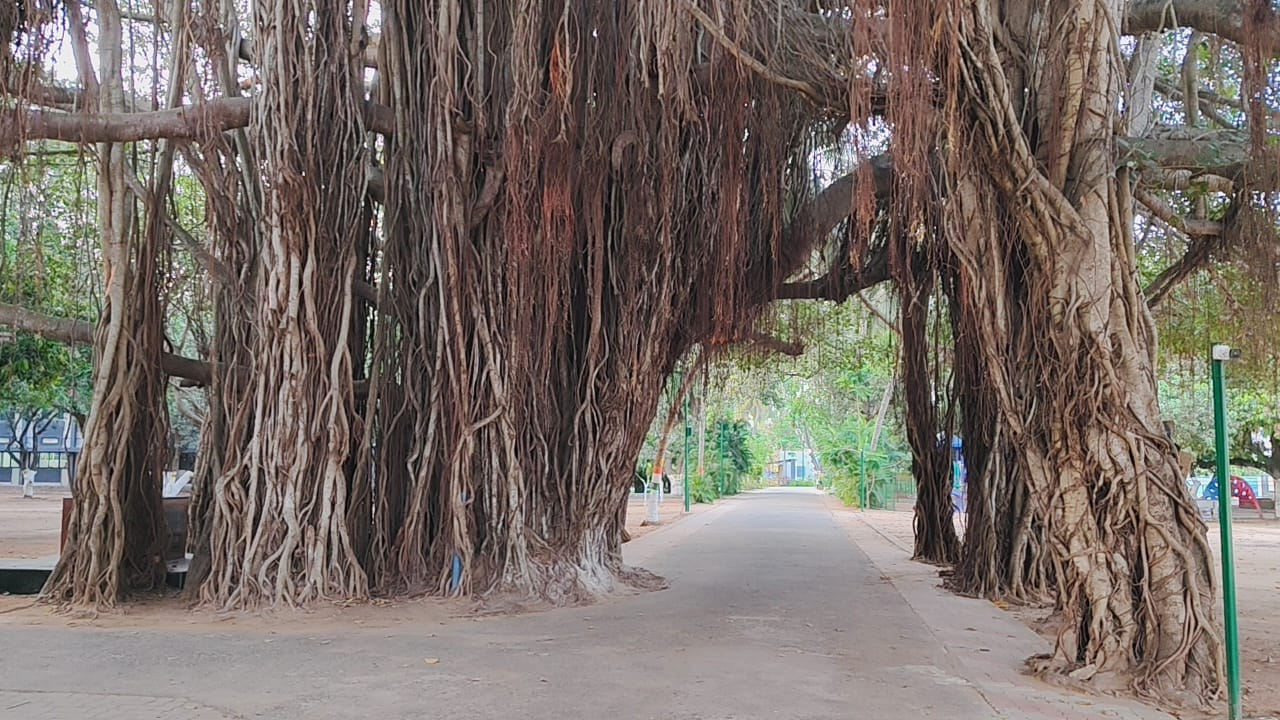 ఇటువంటి చెట్లను చూడాలంటే అదృష్టం ఉండాలి. భారీ ‌వృక్షాలను చూసినప్పుడు మనసుకు కలిగే ఆ ఆనందాన్ని వర్ణించలేము. ఎక్కడో అడవుల్లో మాత్రమే కనిపించే భారీ వృక్షం.. నిత్యం రద్దీగా ఉండే పట్టణ ప్రాంతంలో కనిపిస్తుండటంతో ఆశ్చర్యంగా చూస్తున్నారు. పెద్ద పెద్ద ఊడలతో పెరిగిన ఈ వటవృక్షాన్ని చూసి పకృతి ప్రేమికులు పరవశించిపోతున్నారు. 
