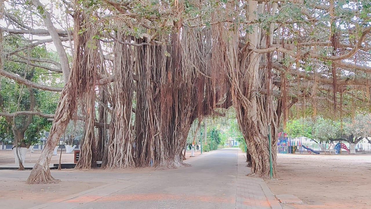 ఇంత అందమైన వృక్షాన్ని చూడాలంటే పశ్చిమగోదావరి జిల్లా భీమవరం వెళ్ళాల్సిందే. మర్రి చెట్టునే వటవృక్షం అంటారు. మర్రి చెట్టు నీడన మరో చెట్టు పెరిగిందని చాలా ప్రాంతాల్లో చెట్లను తొలగిస్తూ ఉంటారు. కానీ భీమవరంలోని భారతీయ విద్యా భవన్స్ స్కూల్‌లో మర్రి చెట్టును చాలా జాగ్రత్తగా కాపాడుకుంటూ వస్తున్నారు. సుమారు ఆరవై ఐదు ఏళ్ళ వయస్సు ఉన్న మర్రి చెట్టు.. ఊడలతో ఇరవై వేల చదరపు అడుగుల్లో విస్తరించి ఉంది. 
